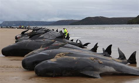 are pilot whales endangered.